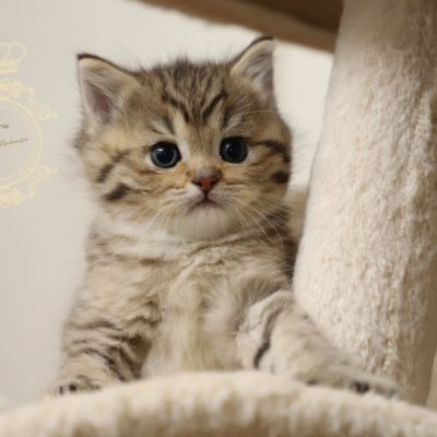 Son Altèse Of British Archanges