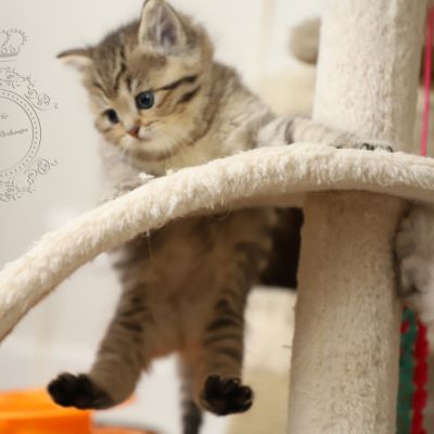 Son Altèse Of British Archanges