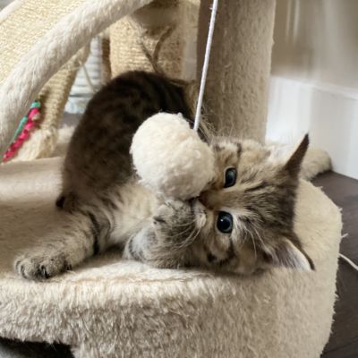 Sukie Of British Archanges