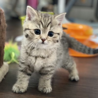 Sukie Of British Archanges