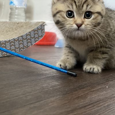 Sukie Of British Archanges