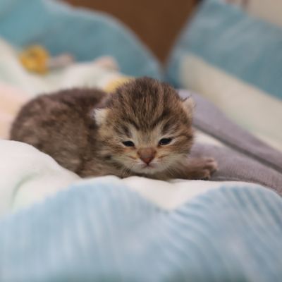 S...... OF British Archanges