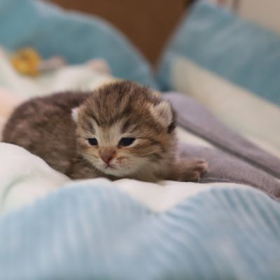 S...... OF British Archanges