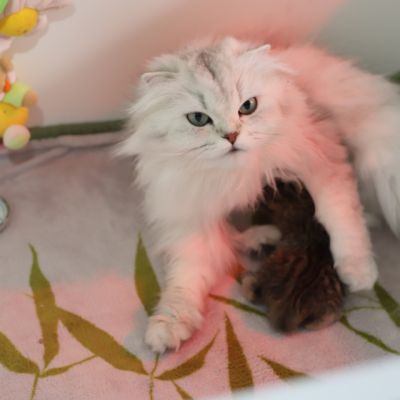 S...... OF British Archanges