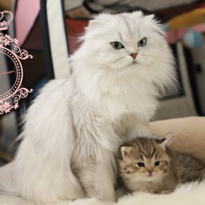 Son Altèse Of British Archanges