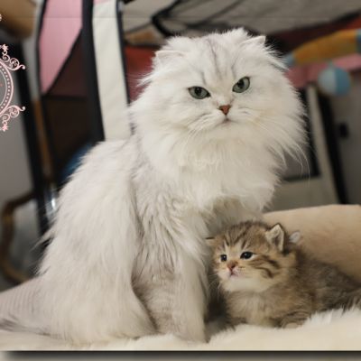 Son Altèse Of British Archanges