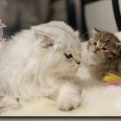 Son Altèse Of British Archanges