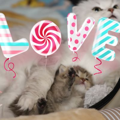 Son Altèse Of British Archanges