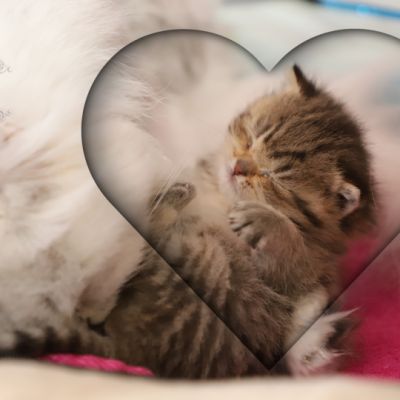 Son Altèse Of British Archanges