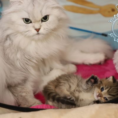 Son Altèse Of British Archanges