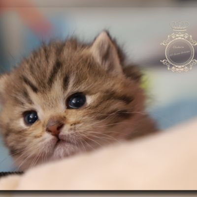 Son Altèse Of British Archanges