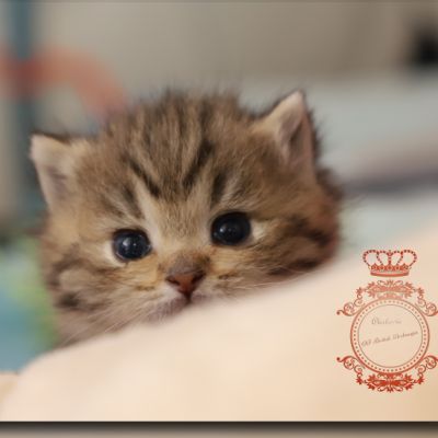 Son Altèse Of British Archanges