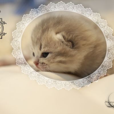 Toko Of british Archanges