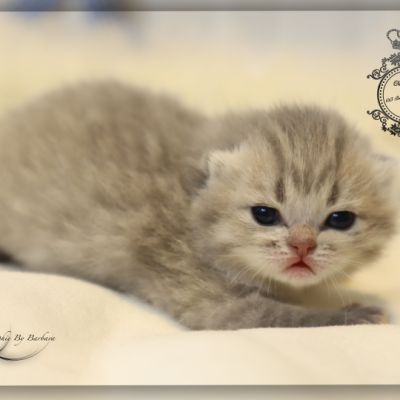 Toko Of british Archanges