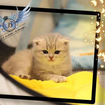 Toko Of british Archanges