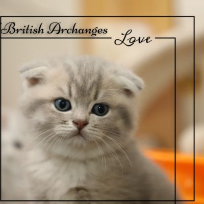 Toko Of british Archanges