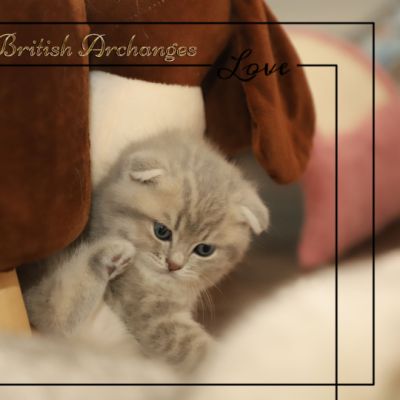 Toko Of british Archanges