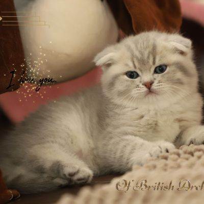 Toko Of british Archanges