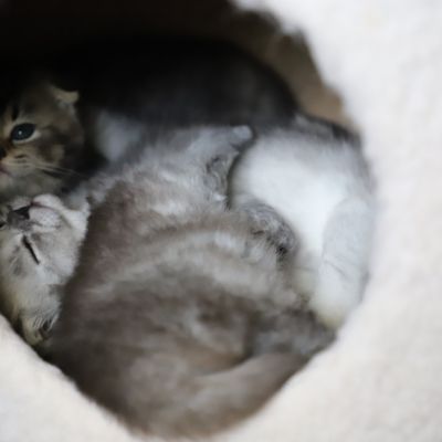 Vinci,Velours, Violine, Voltaire et Tibbie