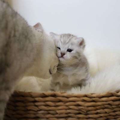 Vinci,Velours, Violine, Voltaire et Tibbie