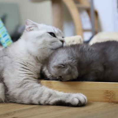 Vinci,Velours, Violine, Voltaire et Tibbie