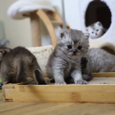 Vinci,Velours, Violine, Voltaire et Tibbie