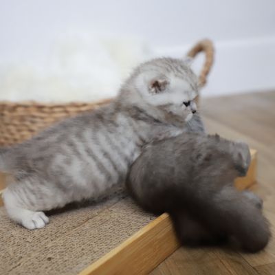 Vinci,Velours, Violine, Voltaire et Tibbie