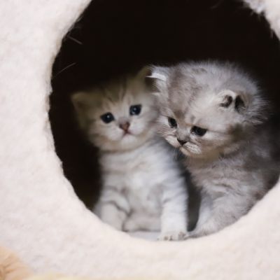 Vinci,Velours, Violine, Voltaire et Tibbie