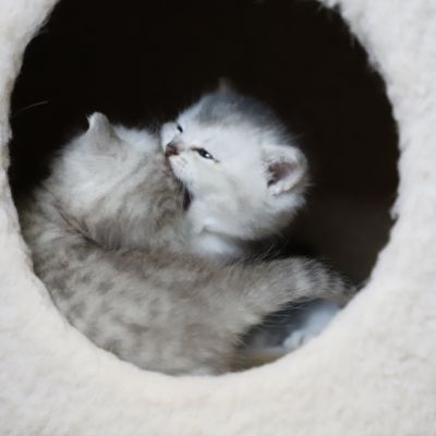 Vinci,Velours, Violine, Voltaire et Tibbie