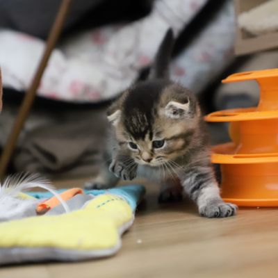 Vinci,Velours, Violine, Voltaire et Tibbie