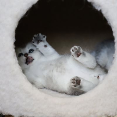 Vinci,Velours, Violine, Voltaire et Tibbie