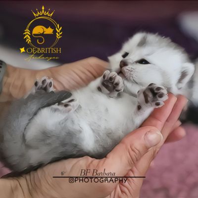 Vinci,Velours, Violine, Voltaire et Tibbie