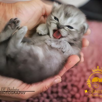 Vinci,Velours, Violine, Voltaire et Tibbie