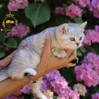 Vinci,Velours, Violine, Voltaire et Tibbie