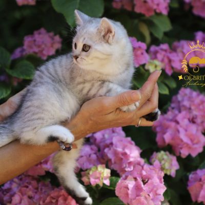 Vinci,Velours, Violine, Voltaire et Tibbie