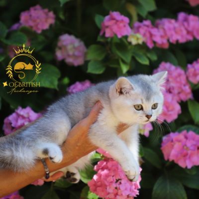 Vinci,Velours, Violine, Voltaire et Tibbie