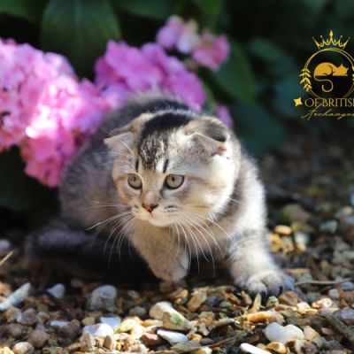 Vinci,Velours, Violine, Voltaire et Tibbie