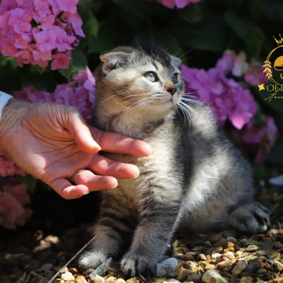 Vinci,Velours, Violine, Voltaire et Tibbie