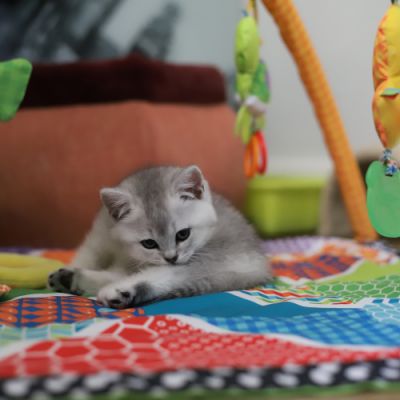 Vinci,Velours, Violine, Voltaire et Tibbie