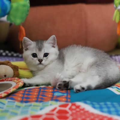 Vinci,Velours, Violine, Voltaire et Tibbie