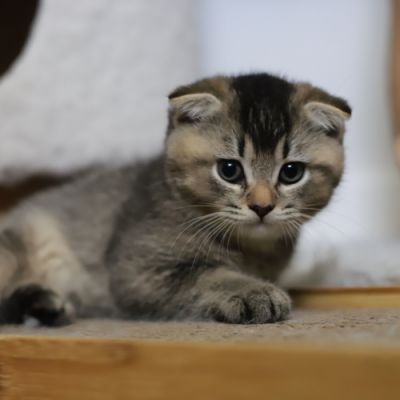 Vinci,Velours, Violine, Voltaire et Tibbie