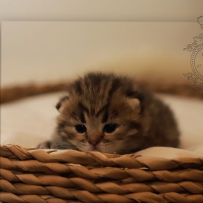 S........ Of British Archanges