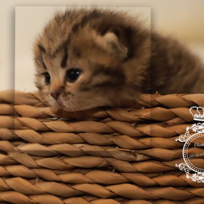 S........ Of British Archanges