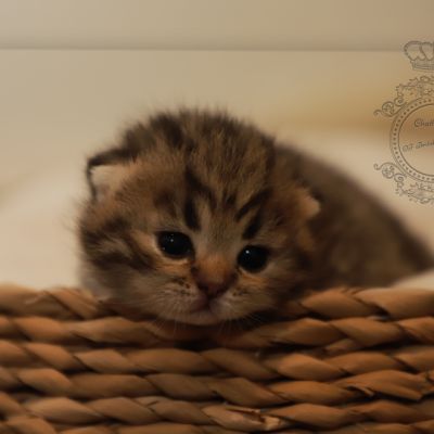 S........ Of British Archanges