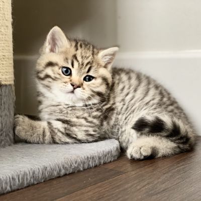 Simba Of British Archanges