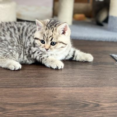 Simba Of British Archanges