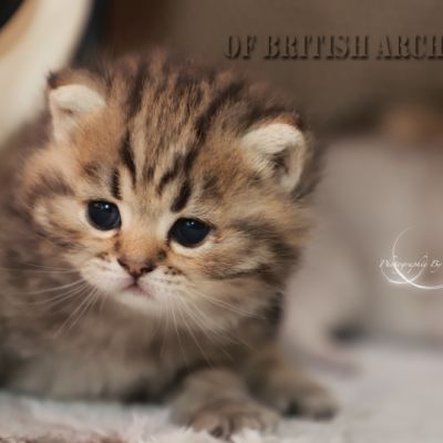 S........ Of British Archanges