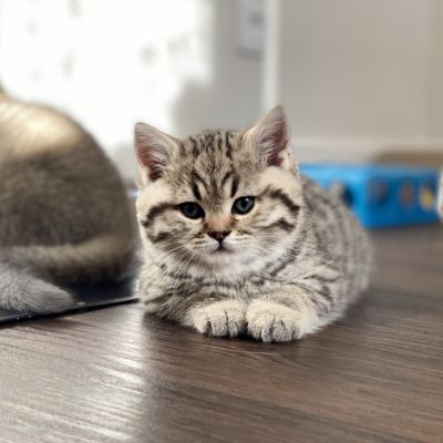 Simba Of British Archanges