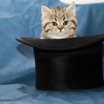 Simba Of British Archanges