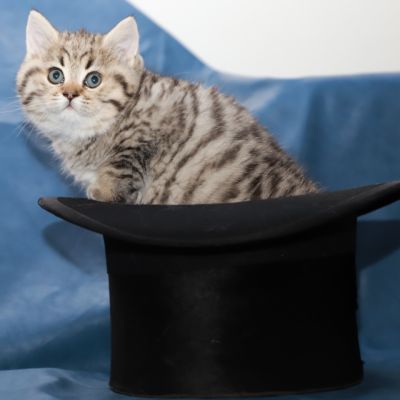 Simba Of British Archanges